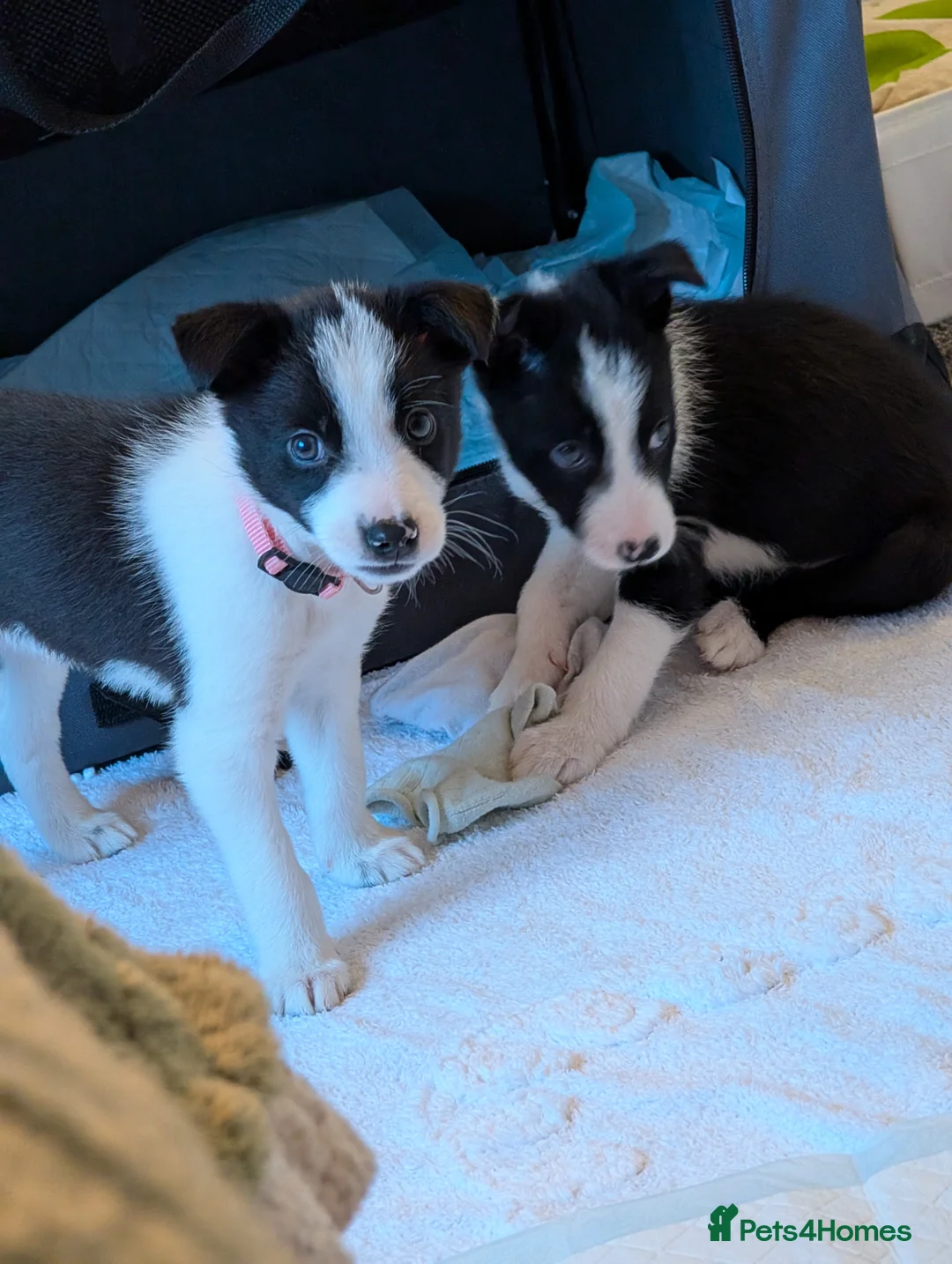 Border Collie dogs for sale: 2x border collie bitches. READY NOW - Advert 5