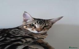 Savannah cats for sale: Full Pedigree TICA Reg Marbled Savannah Boy Kitten - Image 26
