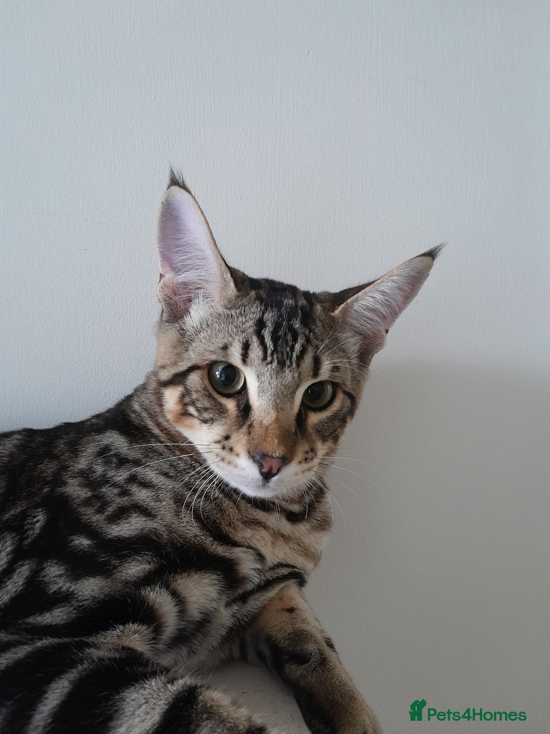 Savannah cats for sale: Full Pedigree TICA Reg Marbled Savannah Boy Kitten - Image 26