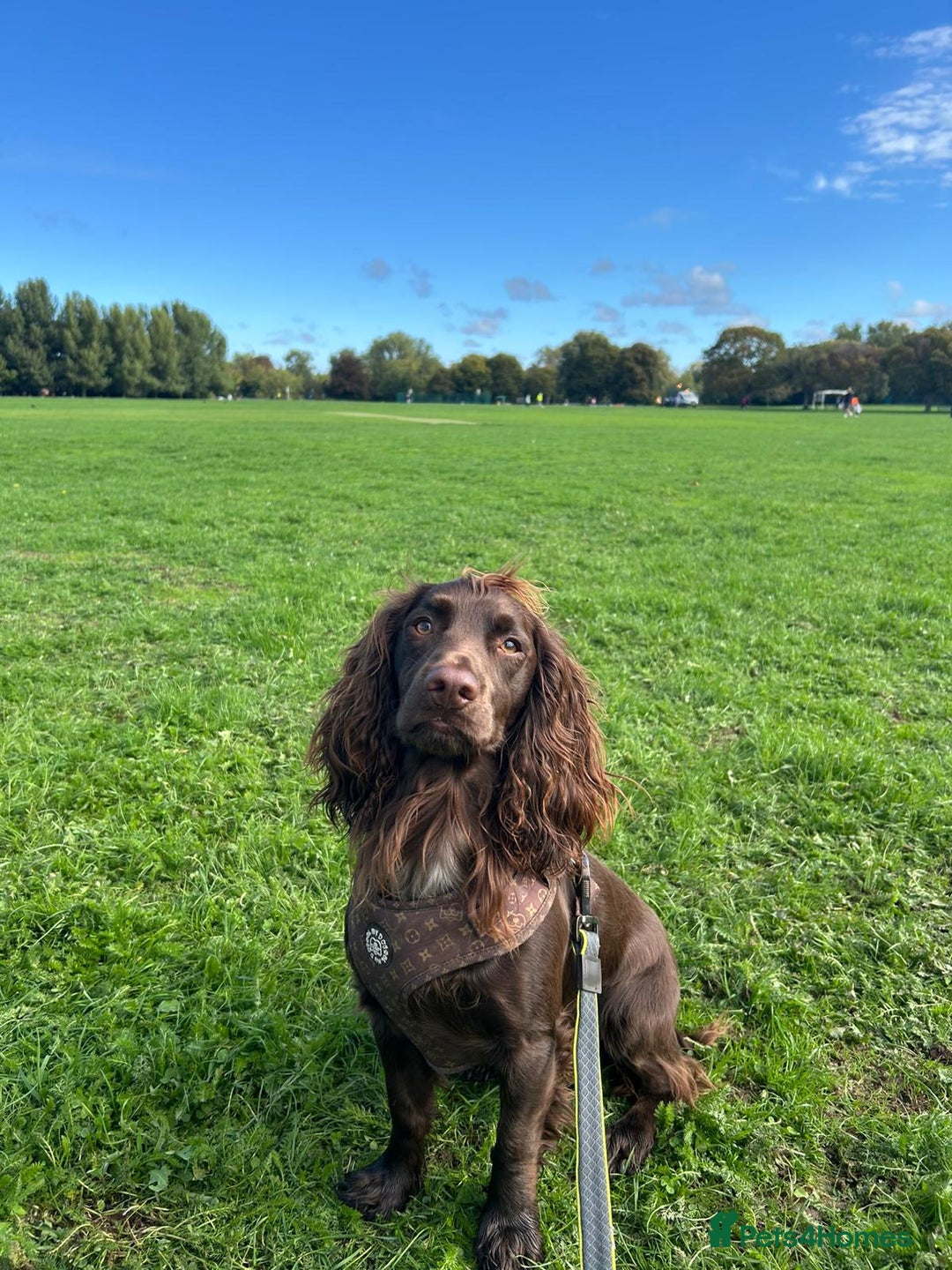 Cocker Spaniel dogs for stud: Pure bread 9th generation working cocker - Advert 1