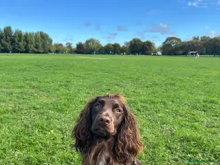 Cocker Spaniel dogs Pure bread 9th generation working cocker - Advert 18