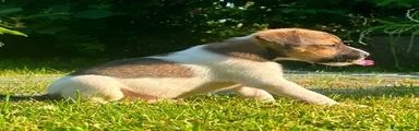 Jack Russell 3