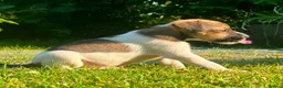 Jack Russell dogs for sale: Working Jack Russell Puppies  in Skipton - Advert 6
