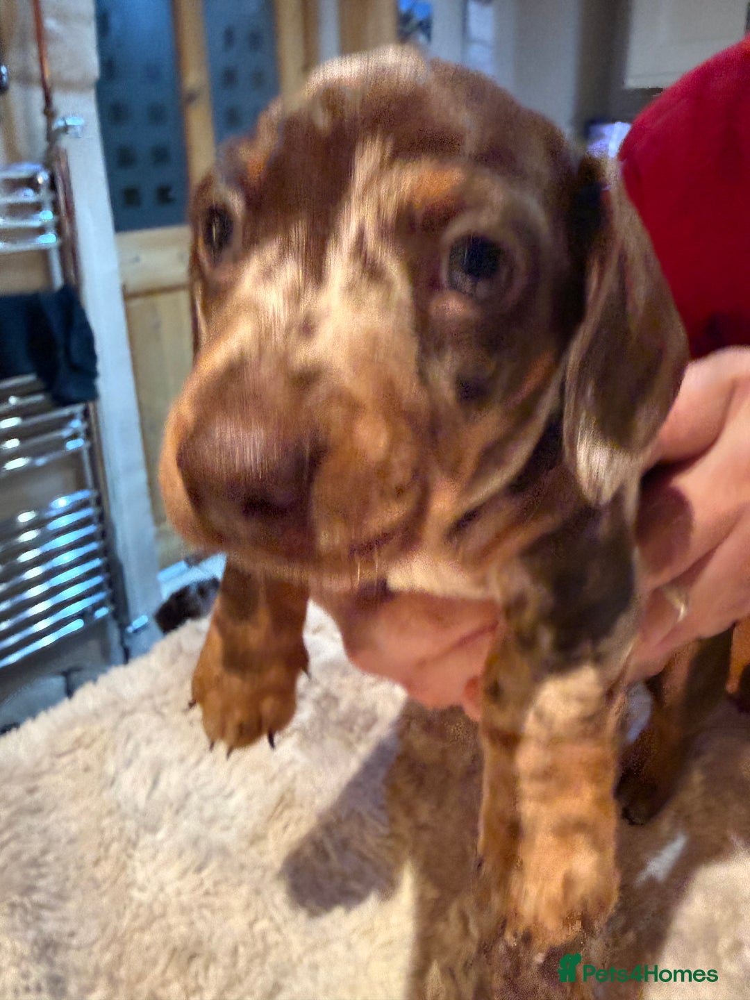 Miniature Dachshund dogs for sale: Miniature Dachshund puppies for sale - Advert 12
