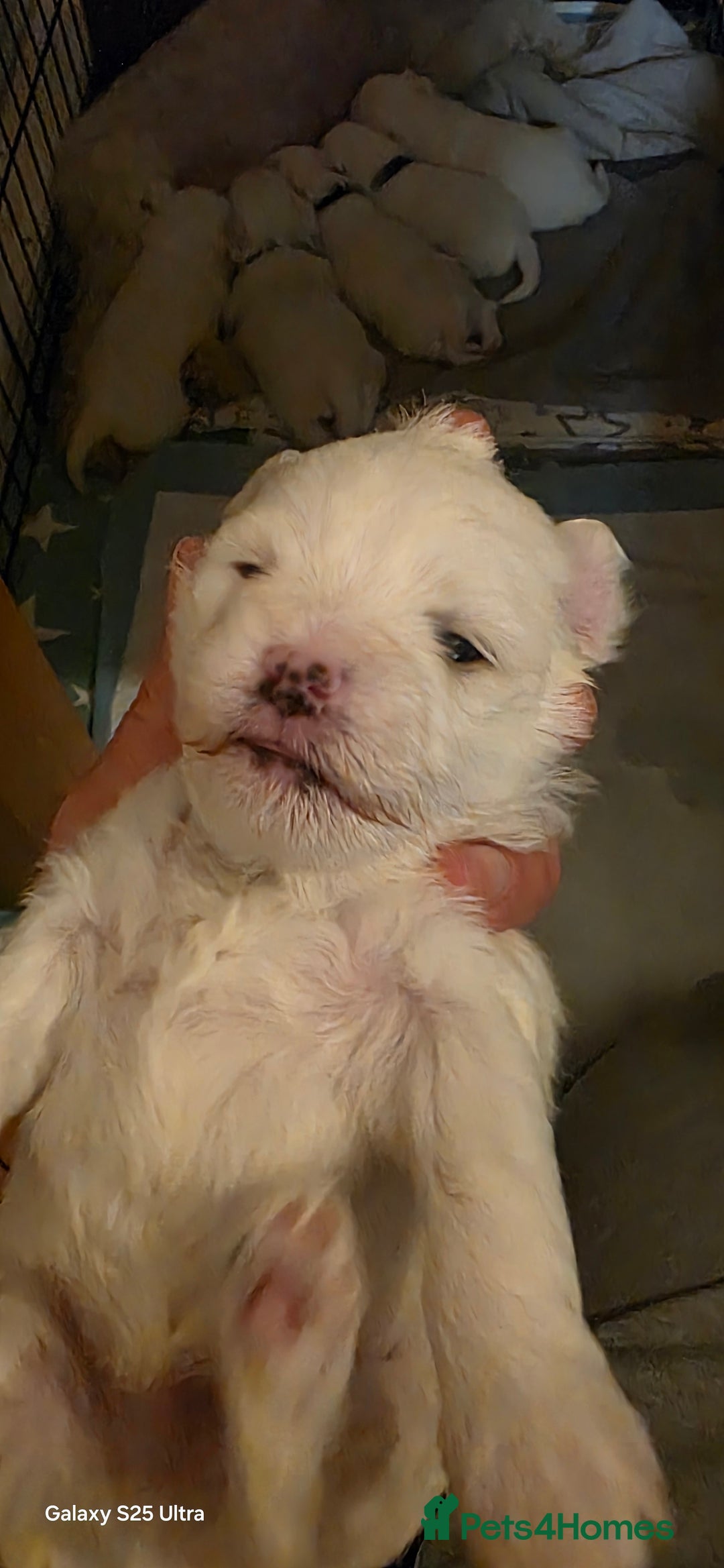 Maltese dogs for sale: Puppy maltese - Image 13