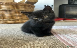 Mixed Breed cats for sale: Kitten British blue x pure black Tom cat - Image 8