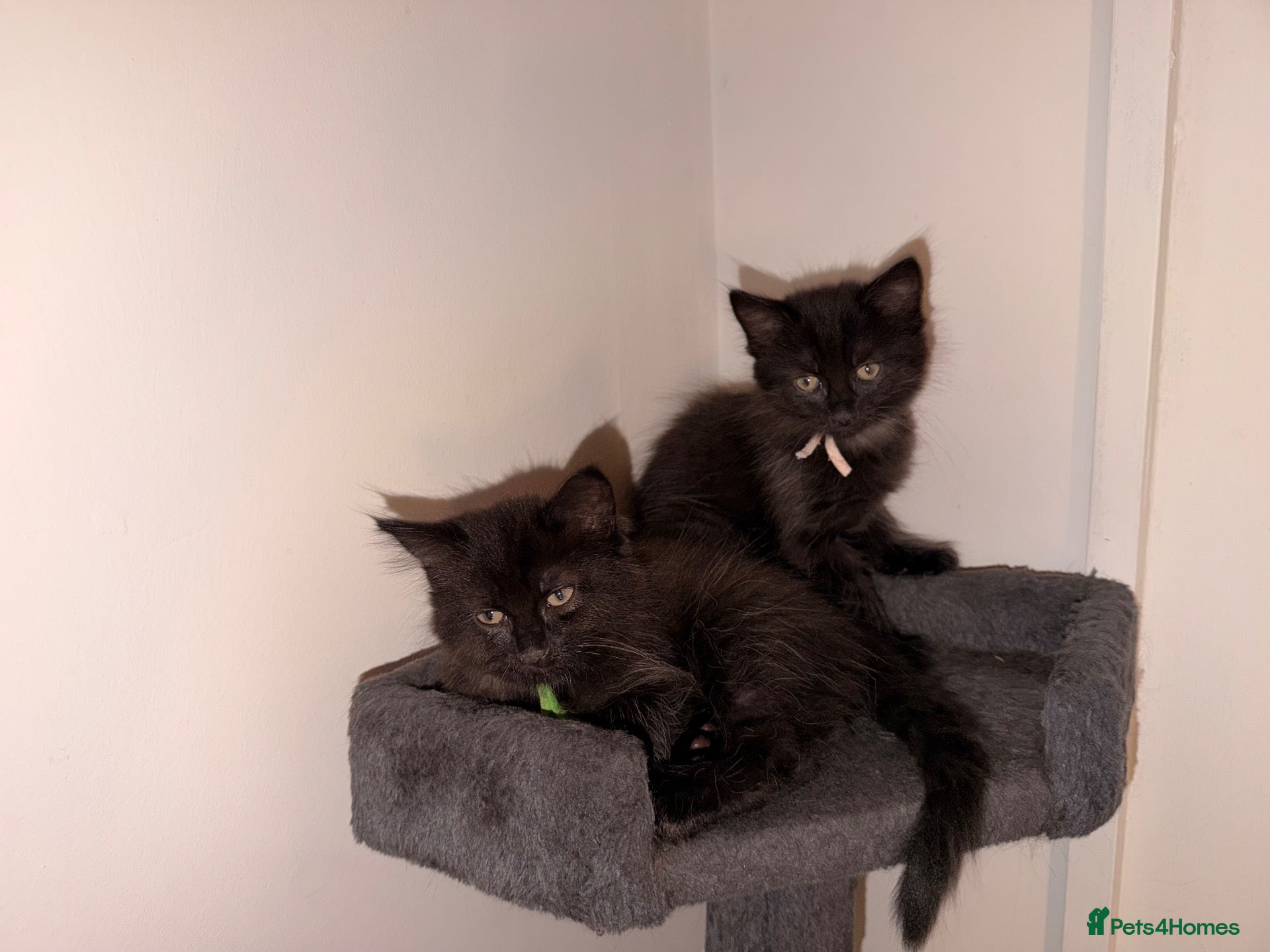 Mixed Breed cats Kittens ready to leave  - Advert 13