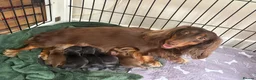 Miniature Dachshund dogs for sale: Beautiful KC reg long haired miniature dachshunds  in Portsmouth - Advert 9
