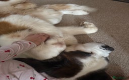 Saint Bernard dogs for sale: St burnard  - Image 1