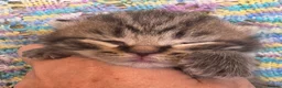 British Shorthair cats for sale: GCCF registered British shorthair kittens - Advert 9