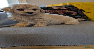 Poochon dogs - Advert 7