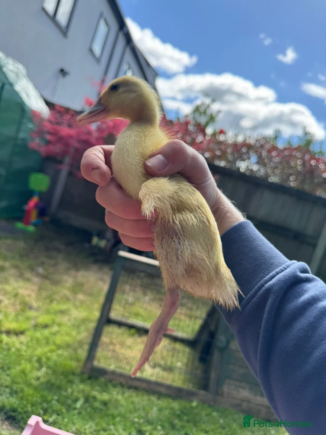 Ducks poultry for sale: Indian Runner Ducklings Available  - Advert 6