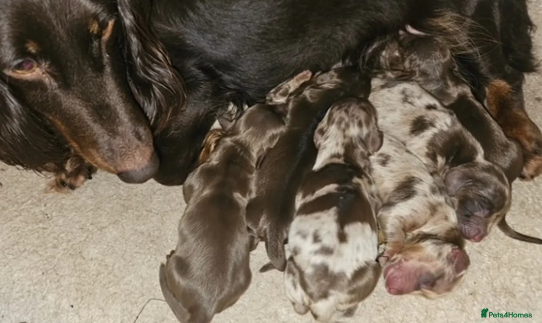 Miniature Dachshund dogs for stud: Chocolate & Tan Dapple Long Haired Mini Dachshund - Advert 8