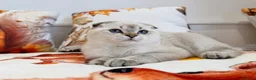Scottish Fold cats for sale: 💙🐾 **Gorgeous Scottish Fold Boy ** - Advert 6