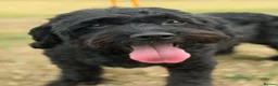 Cockapoo dogs for adoption: Tucker & Ruby - Bonded Pair - Advert 1