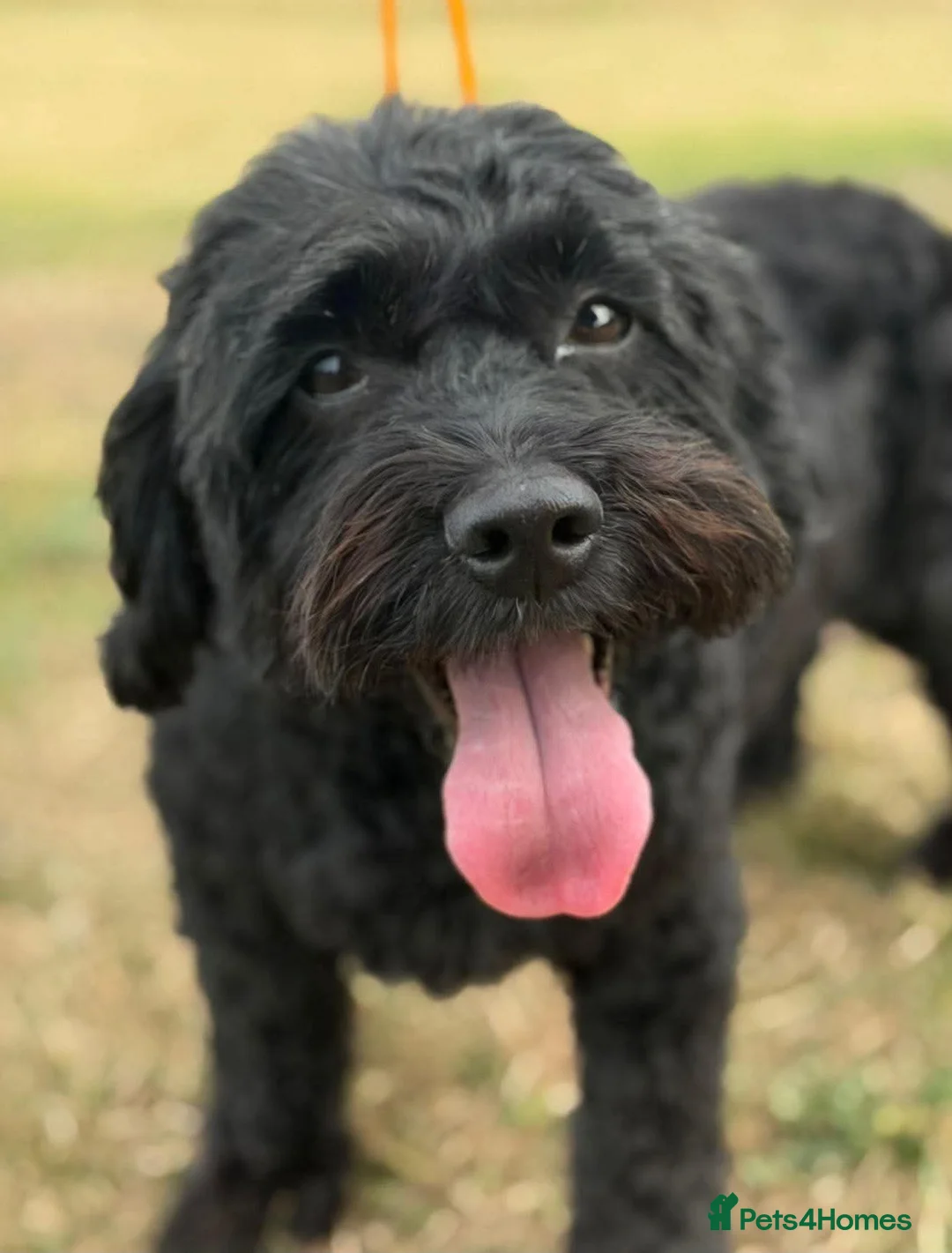 Cockapoo dogs for adoption: Tucker & Ruby - Bonded Pair - Advert 1