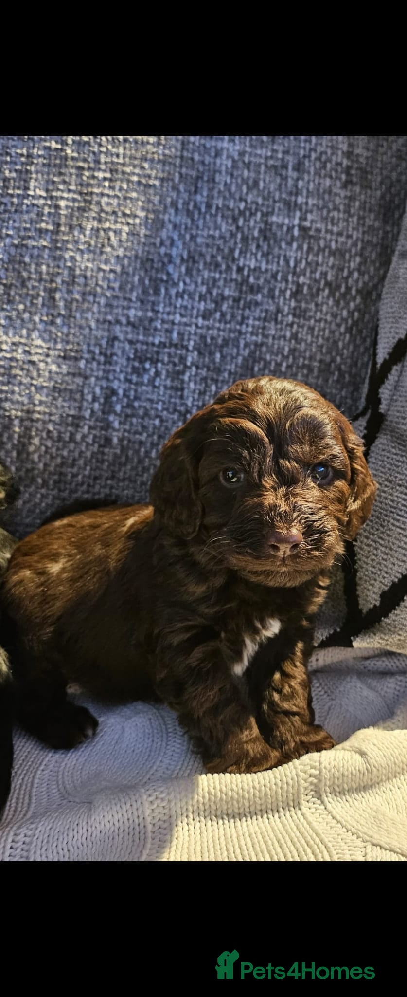 Sproodle dogs STUNNING SHOW SPRINGAPOO PUPPIES FOR SALE  - Advert 18
