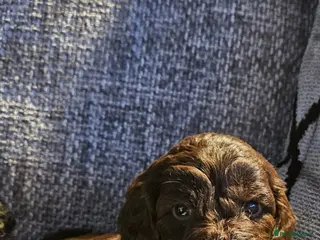 Sproodle dogs STUNNING SHOW SPRINGAPOO PUPPIES FOR SALE - Advert 18