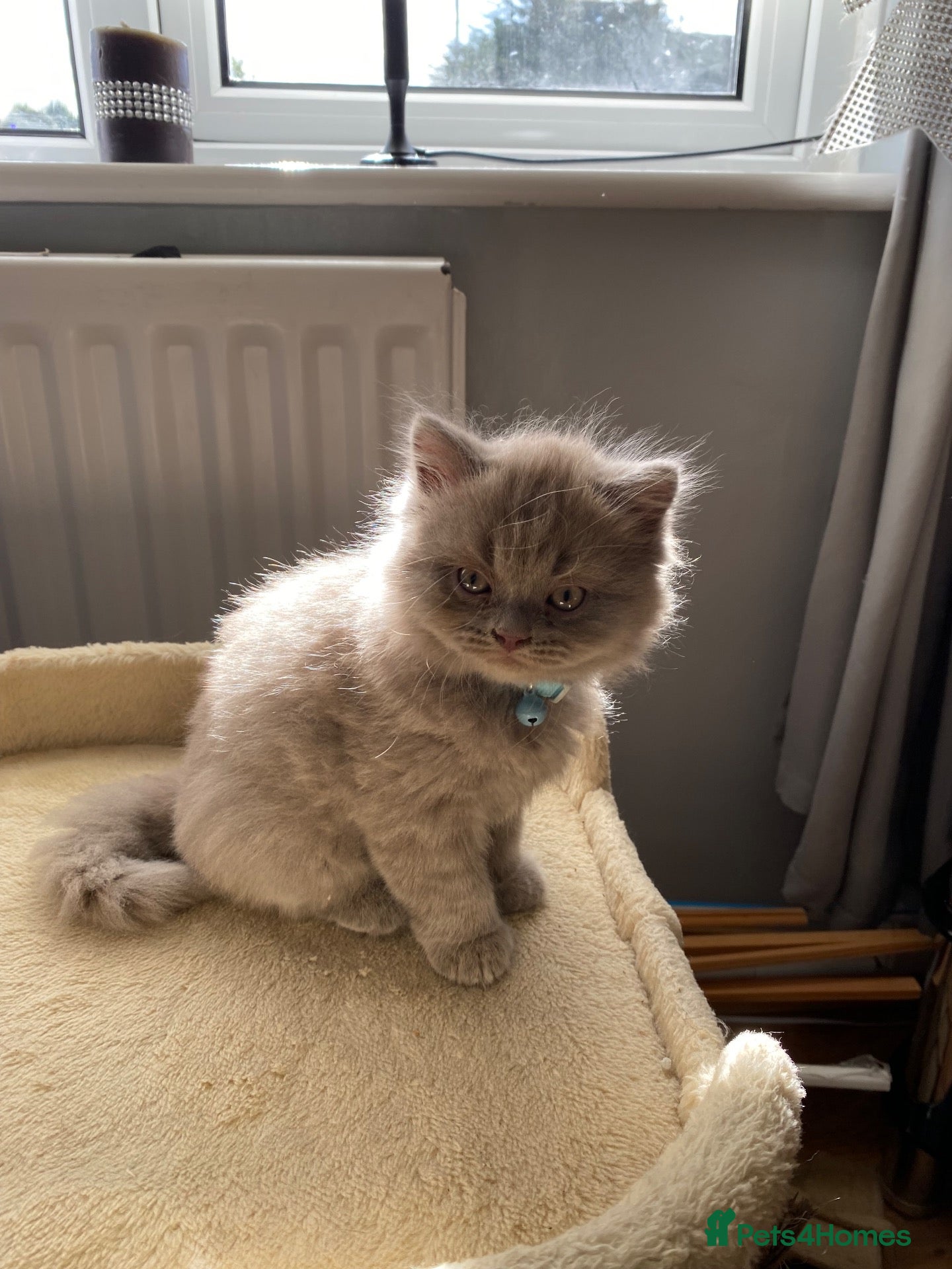 British Shorthair cats One British short hair boy  - Advert 1