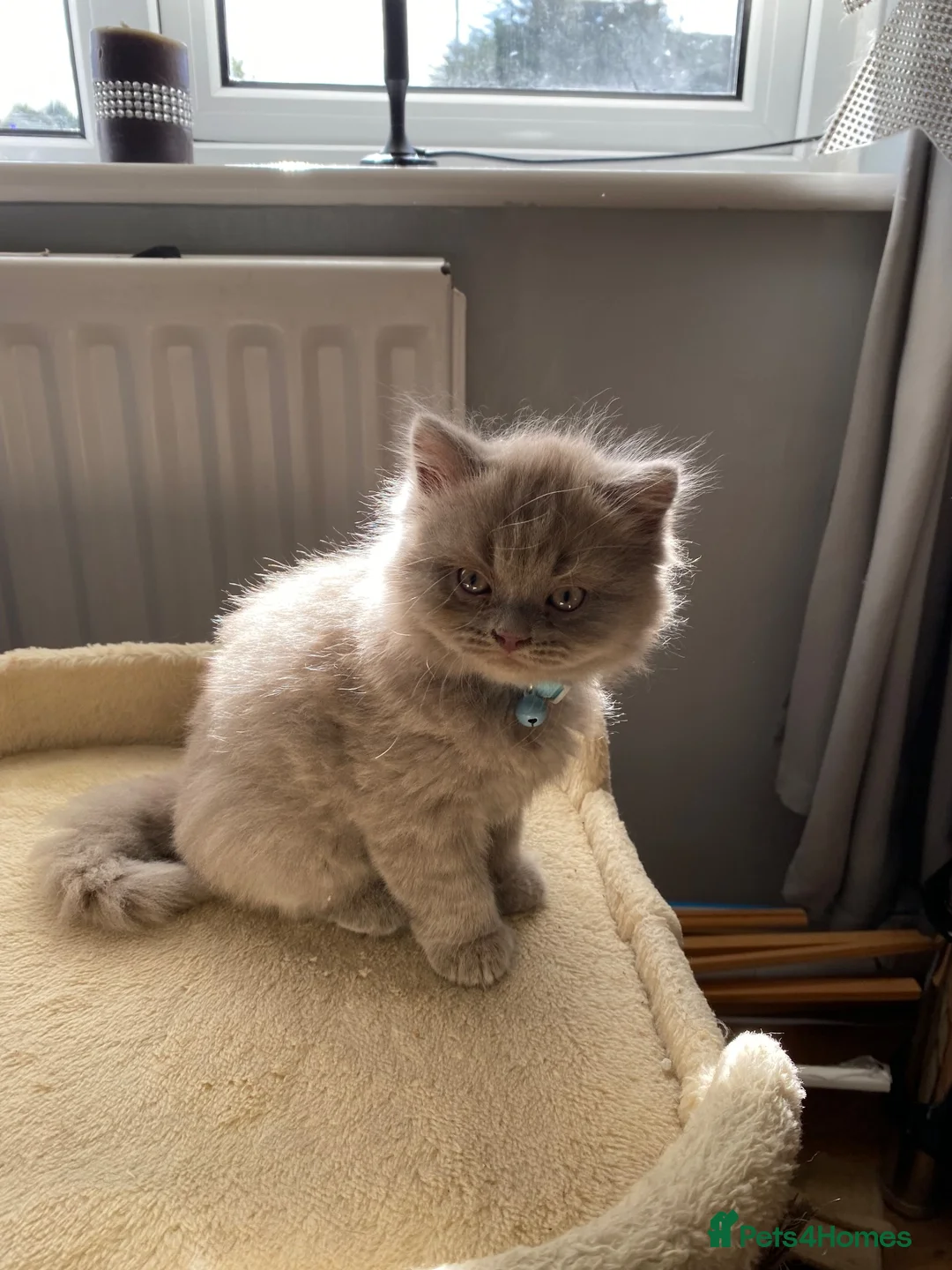 British Shorthair cats for adoption: One British short hair boy  - Advert 1