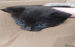 British Shorthair cats for sale: Black Kittens for sale  - Image 4