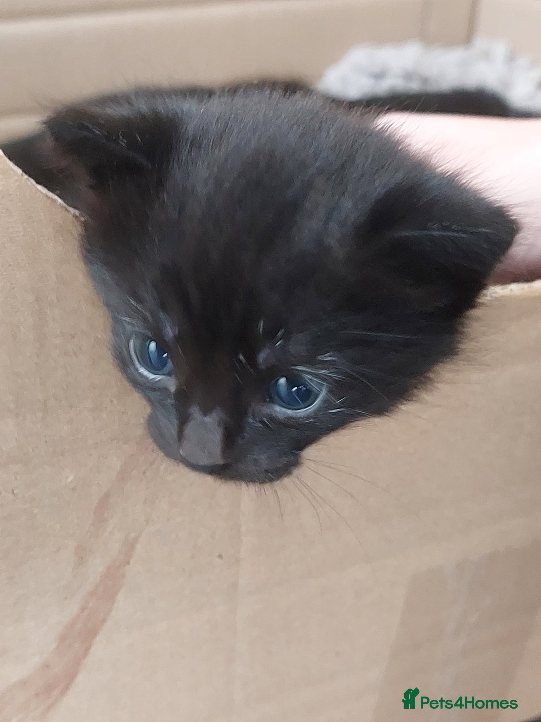 British Shorthair cats for sale: Black Kittens for sale  - Image 4