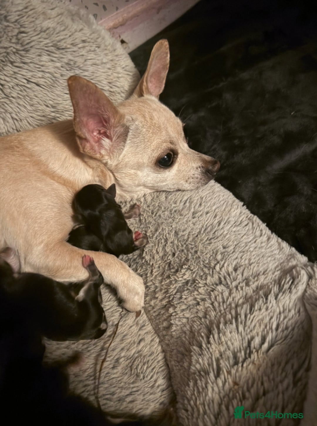 Chihuahua dogs for sale: Chihuahua Puppies  - Advert 1