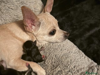 Chihuahua dogs Chihuahua Puppies - Advert 1