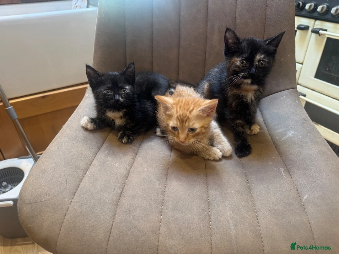 Mixed Breed cats for sale: Cute fuzzy kittens  - Advert 2