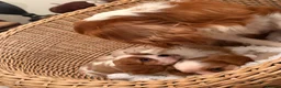 Cavalier King Charles Spaniel dogs for sale: DNA Clear KC Registered Cavalier Kcs Pups - Advert 16