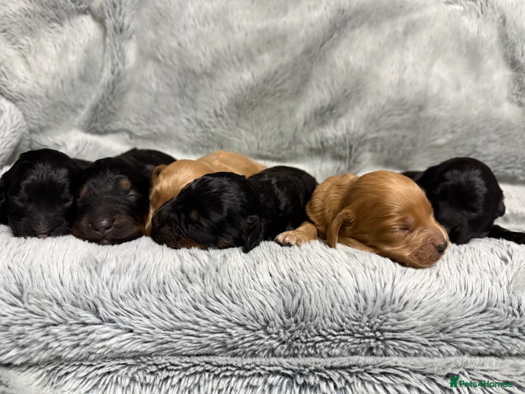 Cockapoo dogs for sale: Toy Cockapoos- KC & health tested parents  - Advert 2