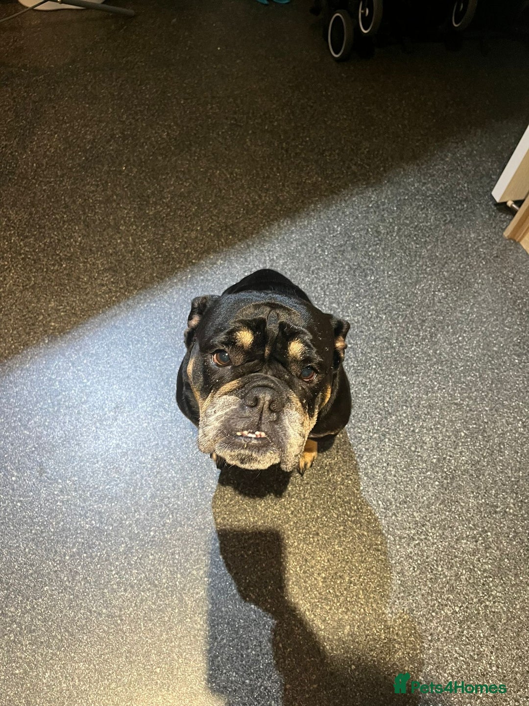 English Bulldog dogs for sale: 3 year old English bulldog.  - Advert 4