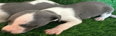 Whippet 1