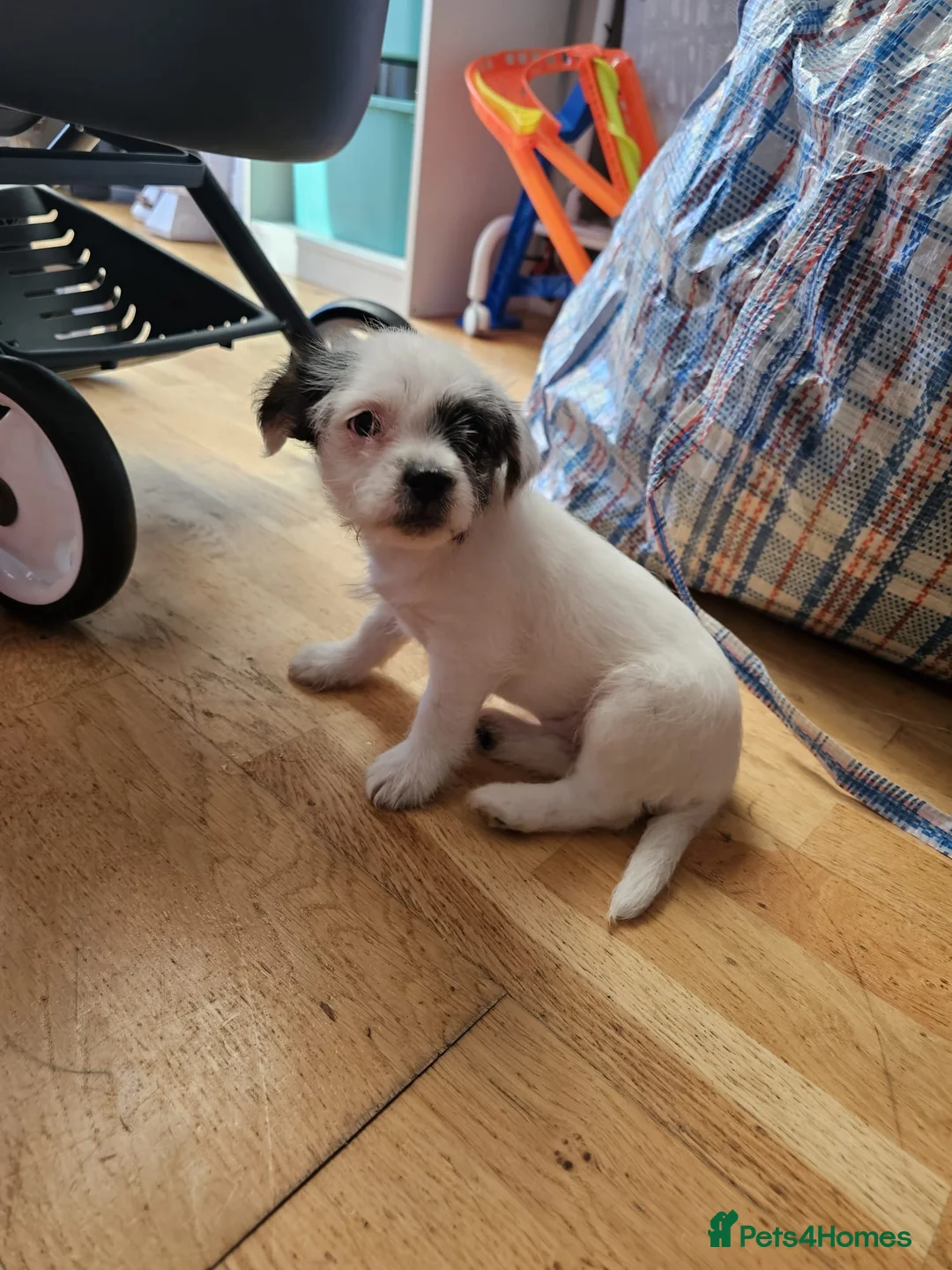 Mixed Breed dogs for sale: Shin tzu cross puppies - Advert 13