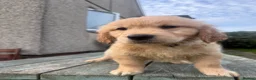 Golden Retriever dogs for sale: Stunning KC Golden Retriever Pups READY NOW - Advert 8