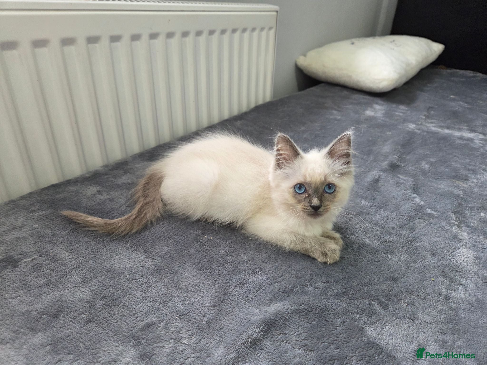 Ragdoll cats Purebred Ragdoll Kittens, Ready to Go - Advert 12