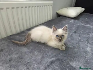 Ragdoll cats Purebred Ragdoll Kittens, Ready to Go - Advert 12