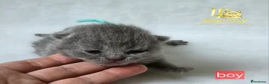 British Shorthair Kitten 3