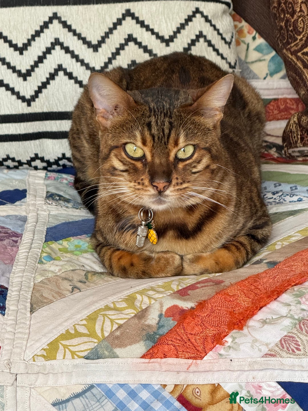 Bengal cats for sale: Beautiful female bengal - Image 2