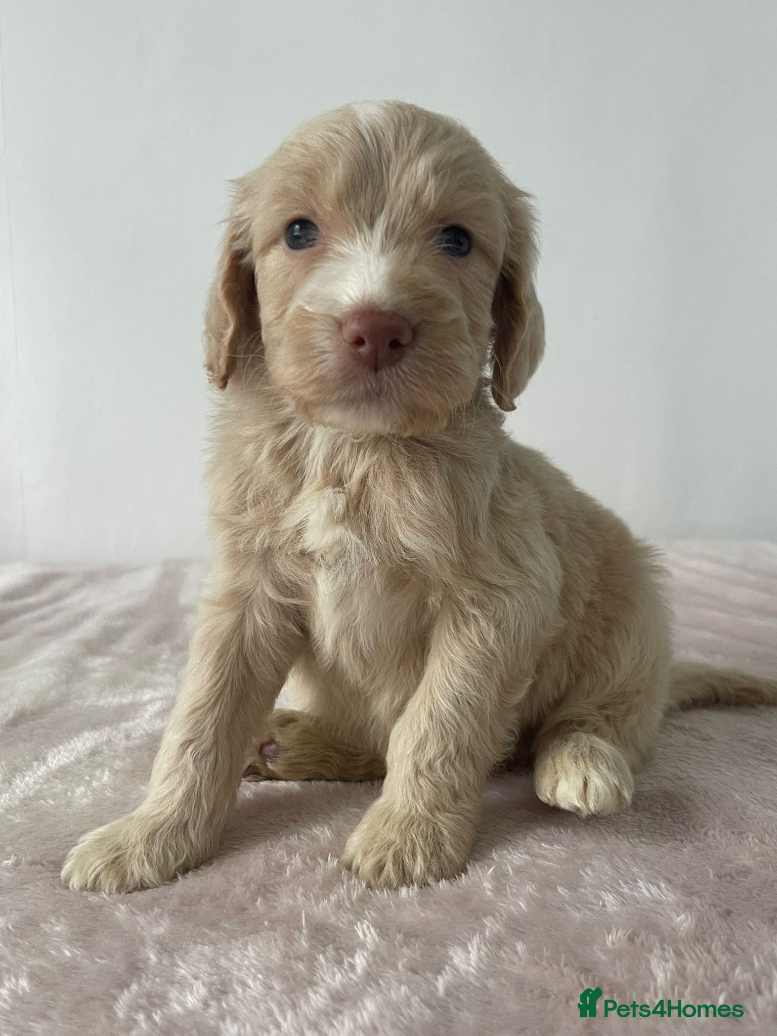 Cockapoo dogs Cockapoo Puppies  - Advert 13