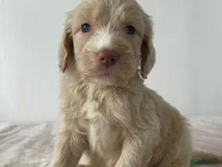 Cockapoo dogs Cockapoo Puppies - Advert 13
