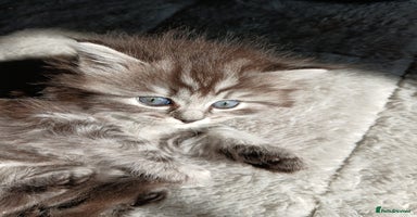 Mixed Breed cats - Advert 2