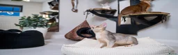 Abyssinian cats for sale: Super Cuddling Boy Champion Line 🏆 Silver Black - Advert 9