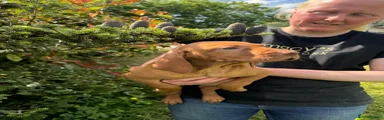 Hungarian Vizsla 4
