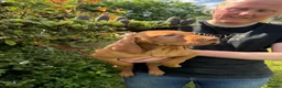 Hungarian Vizsla dogs for sale: Beautiful Hungarian vizsla pups ready now in Southampton - Advert 4