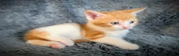Mixed Breed cats for sale: 9 beautiful kittens looking for new homes  - Advert 16