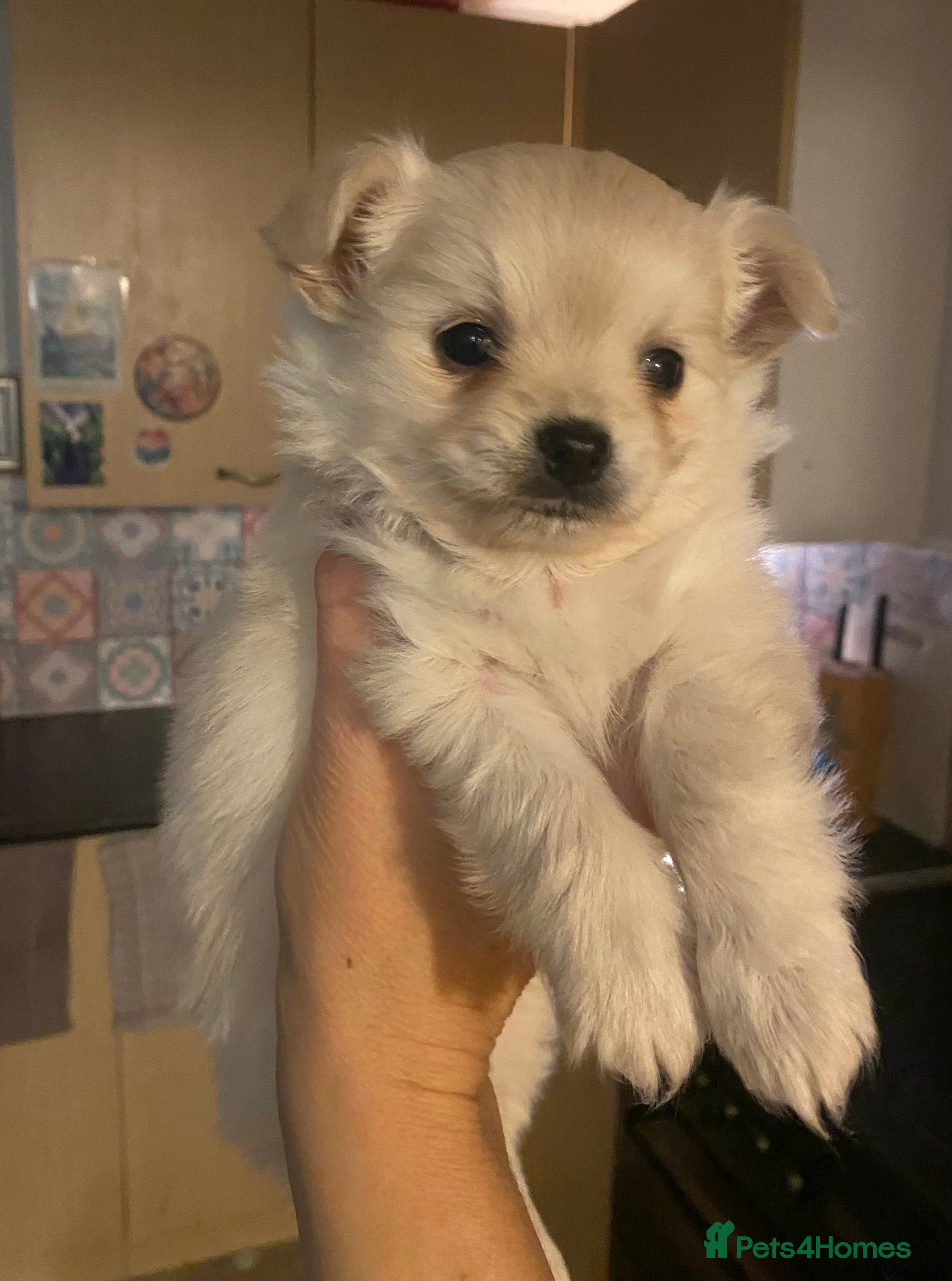 Pomchi dogs Pomchi puppies - Advert 5