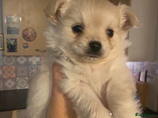 Pomchi dogs Pomchi puppies - Advert 15