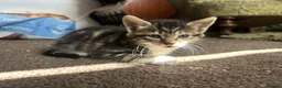 Mixed Breed cats for sale: mixed tabby kittens - Advert 17