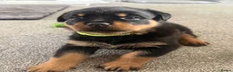 Rottweiler dogs for sale: Rottweiler pups  - Advert 19